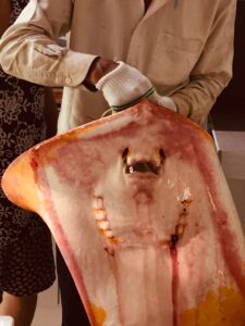 대머리수산-자연산-황가오리-15kg
