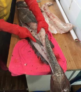 대머리수산-자연산-민어-13kg-빨간-장갑의-길이는-53cm